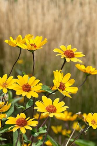 Heliopsis helianthoides 'Summer Nights' 11x11 cm Topf – Winterhart, Mehrjährig, Pflegeleicht – Sonnenauge – Staude für Beet & Rabatte