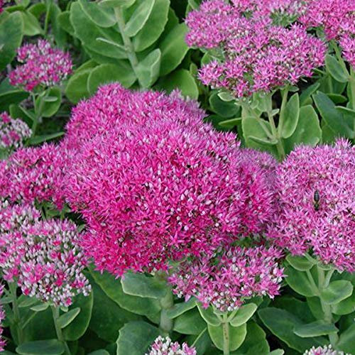 6 x Orpin remarquable 'Brillant' - Sedum Spectabile 'Brillant' - Godet 9x9 cm, Fleurs Rose Vif, Attire les Insectes Pollinisateurs