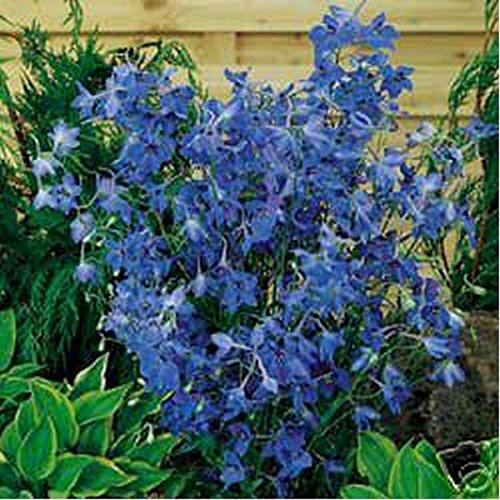 Delphinium- (Delphinium Cultorum) Farfalla Blu - 50 semi:Grani