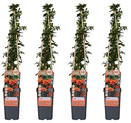 My Green Help – Pyracantha ‘Orange Glow’ Agazzino – 4 pz – Ø15 cm – Altezza circa 65 cm – Arbusto Sempreverde con Bacche Arancioni per Siepi e Giardino