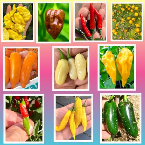 SEMISTRANI.IT - 100 Semi Peperoncino nelle 10 Varietà Più Gustose Del Mondo, Coll. GOURMET + Guida: LEMON REAPER, AJI CHARAPITA, HABANERO, FATALII, VIAGRA-NATURAL, JALAPENO, CALABRESE, AJI LEMON, etc