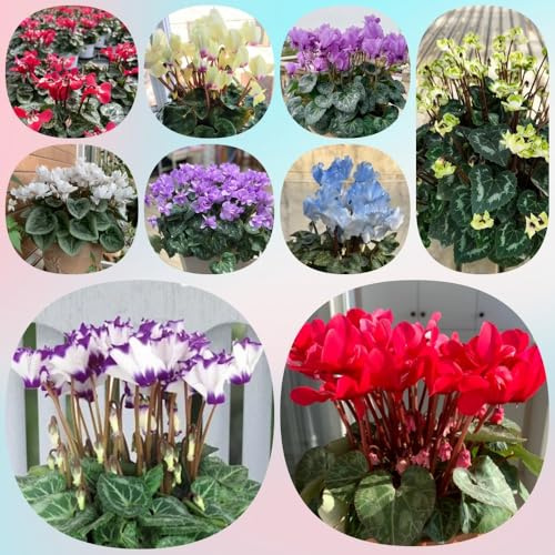 Semi di ciclamino, semi di farfalle da esterno resistenti semi di regali per gli amanti del giardino da balcone autunnali resistenti 100pcs