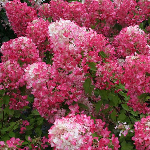 You Garden - 3 x Hydrangea paniculata Diamant Rouge in a 9cm Pot