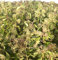 Immergrüner Efeu - Strauch Hedera helix 'Arborescens' 30-40 cm