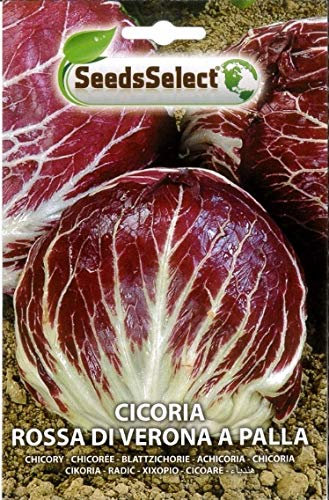 SEMI SEMENTI DI CICORIA ROSSA DI VERONA A PALLA