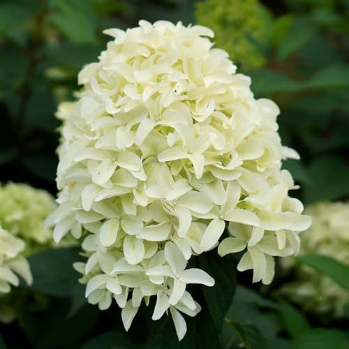 Plant Theory Skyfall Hydrangea Paniculata Shrub Plant 2L Pot