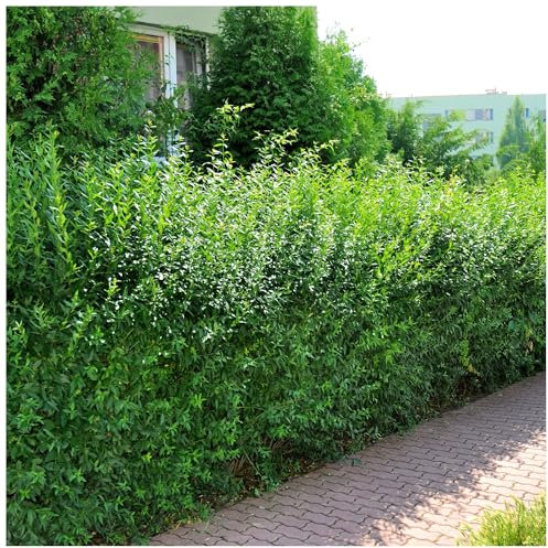 50 Wild Privet Hedging Ligustrum Plants Hedge 40-60cm,Quick Growing Evergreen 3fatpigs®