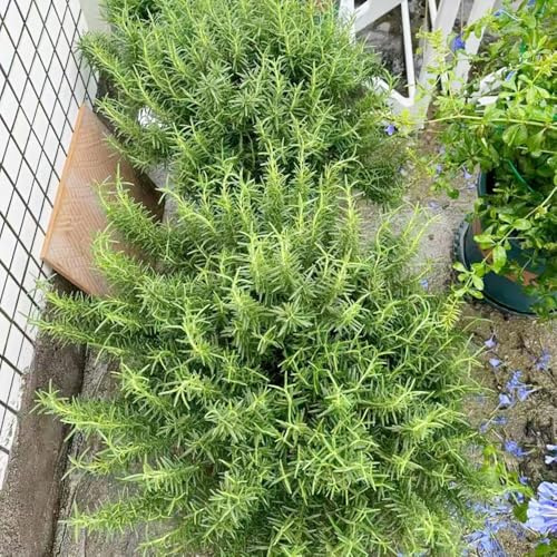 semi di rosmarino perenni, esotiche resistenti per il giardino perenni resistenti di selvatiche giardino per rare verdi 350pcs