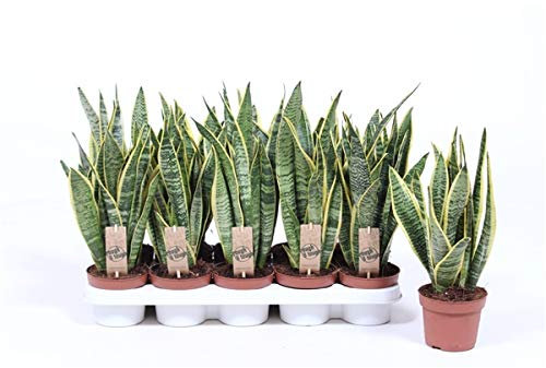 Sansevieria trifasciata Laurentii 40 cm Cáñamo Arco Planta de interior