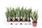 Sansevieria trifasciata Laurentii 40 cm Cáñamo Arco Planta de interior
