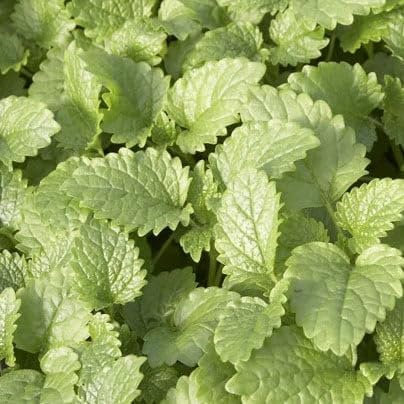 Plant World Seeds - Herb Lemon Balm Seeds (Herb Seeds)