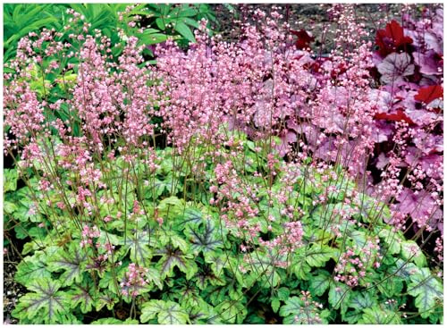 Stauden Gänge 3 x Heucherella Hybride 'Tapestry' im 1 Liter Topf (Staude/Winterhart/Bodendecker/Mehrjährig/Immergrün) Purpurglöckchen/Heuchera - Struktur, Farbe und Eleganz in Perfektion