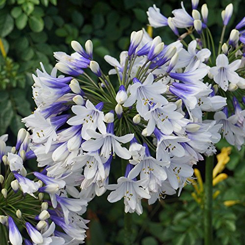 GardenersDream Agapanthus Twister African Blue Lily Plant - Healthy Outdoor Garden Ready Plants - Hardy Perennial Plant for Borders and Patios - Summer Flowering Shrub in 9cm Pot (10-20 cm)