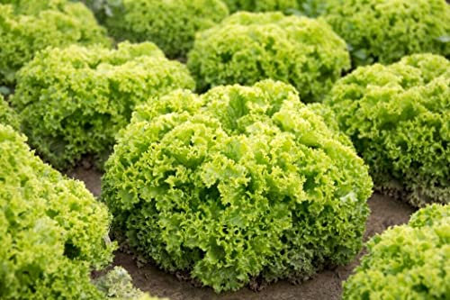 300 Graines de Laitue à couper, Lettuce Lollo Bionda seeds:Seeds only