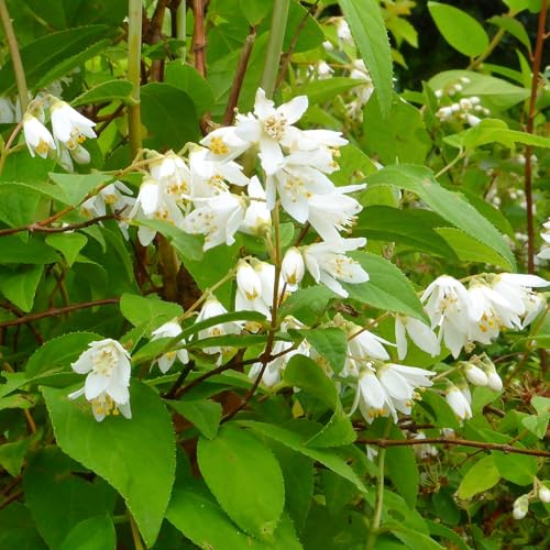 Deutzia Magnifica, 2 piante alte 40/60 cm, vaso 16