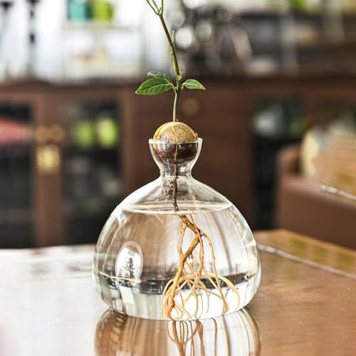 Vase De De Hydroponique | Vase pour Avocatier | Vase À pl-Antes en Verre | Pot De Fleur en Verre Transparent | Vase d'arbre Élégant | Vase Végétal en Verre | Vase d'arbre Résistant À La Chaleur