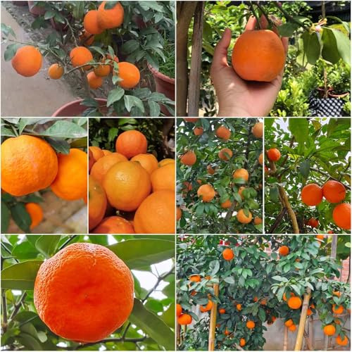 limonero - semillas ajedrea semillas para camas elevadas exóticas decoración limonero de jardin 75pcs