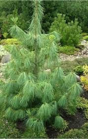 30 Graines de Pin Bleu de l'Himalaya (Pinus Wallichiana)