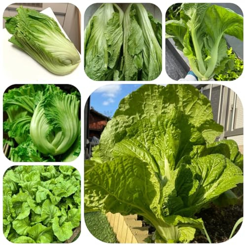 semillas de mostaza orgánicas camas elevadas para jardín Comprar semillas de mostaza verdes interior balcón invernadero jardín perennes 300pcs