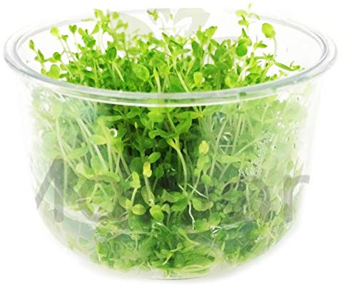 Micranthemum Micranthemoides Pearlweed Tissue Culture Live Aquarium Decorations Aquatic Plants for Fish Tank by Mainam