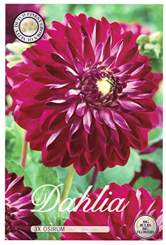 Interflowers Dahlia Lot de 3 bulbes de fleurs Dahlia multicolores au choix pour l'été, fleurs et oignons de fleurs dans un emballage cadeau bio Fleurs multicolores pluriannuelles (3 x Dahlie Osirum)
