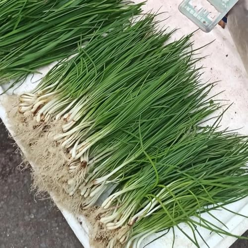 schnittlauchsamen winterhart schnittlauch exotische indoor kräutergarten balkon 300pcs