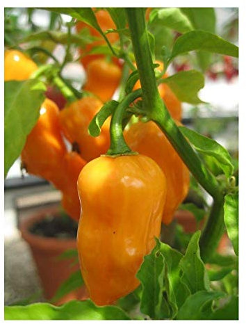PREMIER SEEDS DIRECT - HOT Chilli Pepper - Habanero Orange - 50 Seeds
