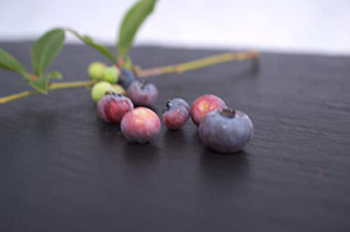 Myrtille Patriot C 5 Litres