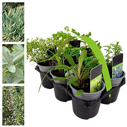6 Herb Plant Mix - Mix of Herb Plants in 9cm Pots Ready to Plant - Various Vars Like Rosemary - Thyme - Sage - Lavender