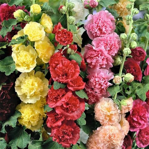 100pcs Vibrant Mixed Hollyhock Seeds - Hardy Biennial with Double Flowers, Perfect for Wildflower & All Garden Types