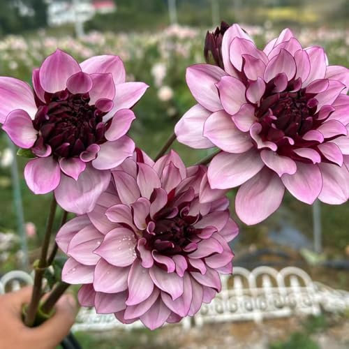 5 pz acquistare tuberi di dalia - bulbi di dalia - regalo di fiori, bulbi di fiori Dalia Lampadina della dalia Giardino regalo di piante perenni, bulbi di aconiti invernali piante