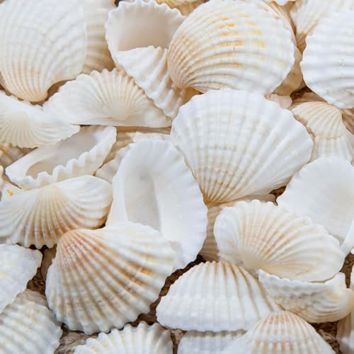 SKOOLOVE 330 PCS White Sea Shells 2-3CM, Natural Small Clam Shells Tiny Seashells for Crafting, DIY Craft Painting Fish Tank, Vase Filler, Beach Theme Party, Home Decorations (830g)