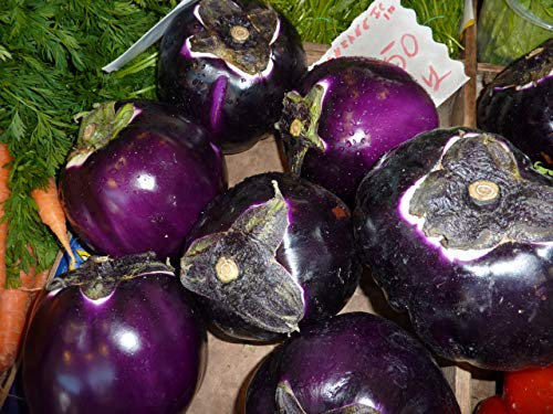 Italian Heirloom Heritage Aubergine Eggplant Seeds. Ronde DE Valence. Certified Organic Grower
