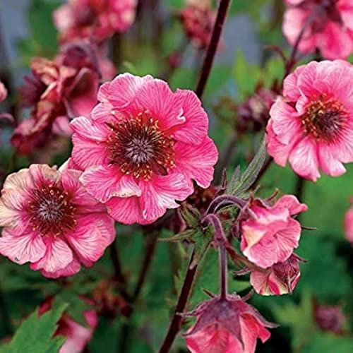 Geum 'Tempo Rose’- Perennial that is Ready to Plant Out- Comes Back Every Year (Hardy) - Flowers from Summer to Autumn- Loved by Bees (Middleton Nurseries) (1 Litre(13cm Pot))