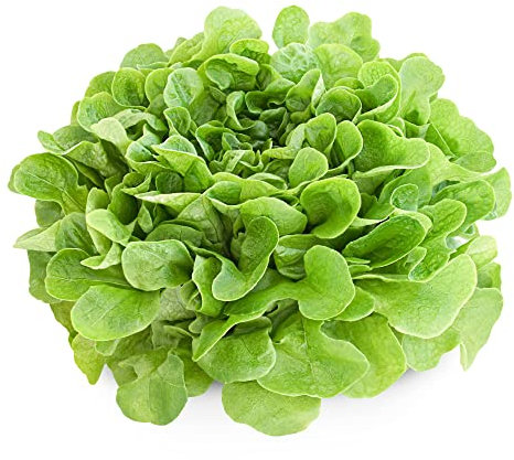 Lettuce Plants, 'Cut and Come Again', 8 x Full Plug Plant Pack, Vegetable Plants, Salad, Lettuces, Summer Lettuce, Garden Ready and Ready to Plant, Premium Quality Vegetables
