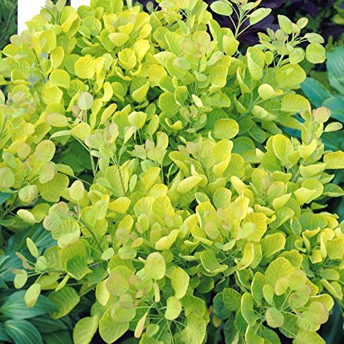 Cotinus coggygria 'Golden Spirit' Hardy Colourful Deciduous Shrub | 9cm Pot