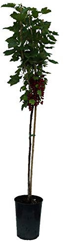 Johannisbeer-Stämmchen `Jonkheer van Tets´, rote Johannisbeere auf Stamm, ca. 120cm, im Topf