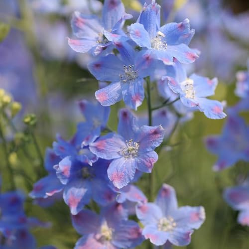 semi di delphinium - delphinium primaverili, in vaso delfinio Decorazioni per giardini esterni, da insoliti Decorazioni 100semi