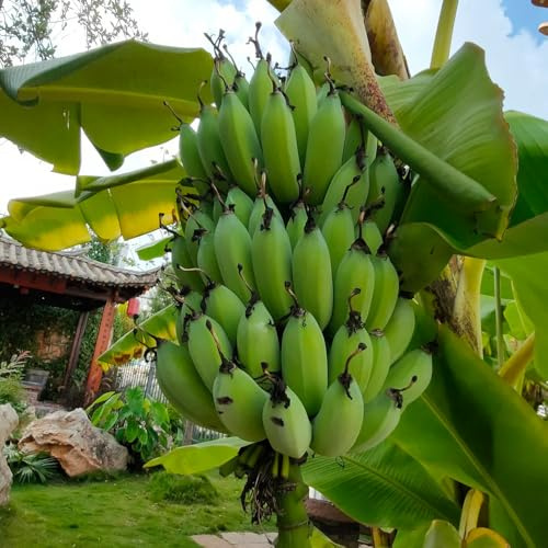semi di banana - aiuola rialzata balcone biologici giardino interno 100pcs