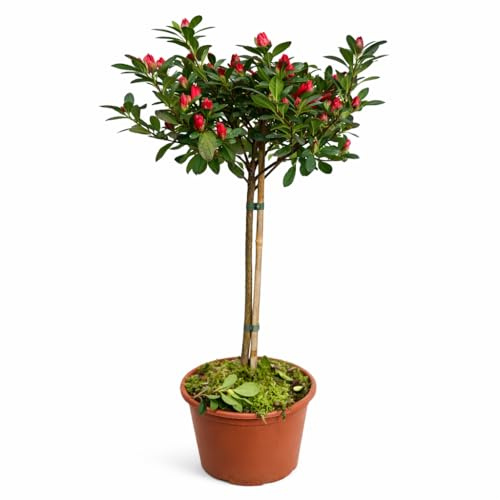 Azalea da Esterno ad Alberello in Vaso 20 | Pianta Acidofila Sempreverde Alta 100-110 cm | Fioritura Primaverile | Prodotta in Italia (Thea)