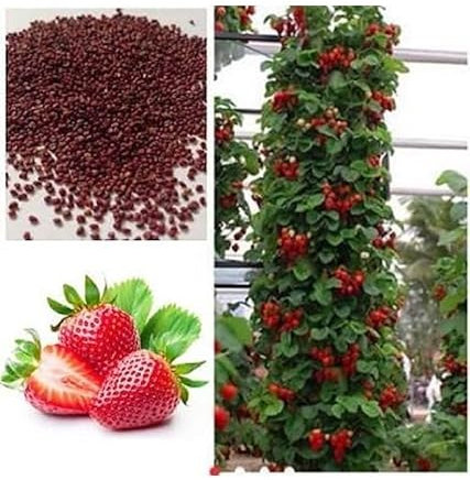 Buy4seeds 20 Red Climbing Strawberry Viable Seeds Garden Pot Creeping Plant Easy to Grow Garden