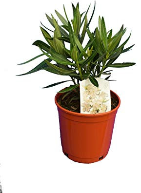 Nerium Oleander Arbusto Conocido como Adelfa - Flores BLANCAS