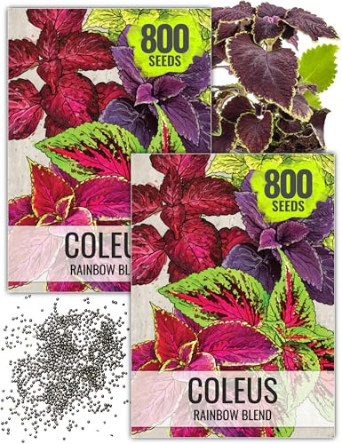 Seed Needs Coleus Seeds for Planting Rainbow Painted Nettle - Heirloom & Open Pollinated Mixed Flower Seed to Grow an Outdoor Butterfly Garden to Attract Pollinators (2 Packs)