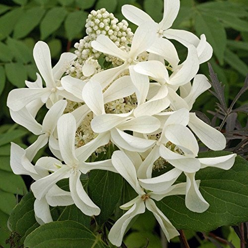 Hydrangea paniculata Great Star 10 Litre Pot x 1 (Hydrangea paniculata 'Le Vasterival')