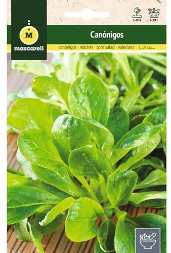 Mascarell Semillas, CANONIGOS (VALERIANELLA LOCUSTA), Semillas de Canónigos, Hierbas Aromáticas para Plantar, Crea tu Propio Huerto Urbano en Casa, 5 Gramos