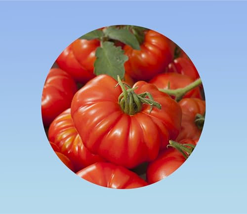 20 graines de tomate marmande VR - graines -tomato solanum lycopersicum -beef tomato - gros fruits
