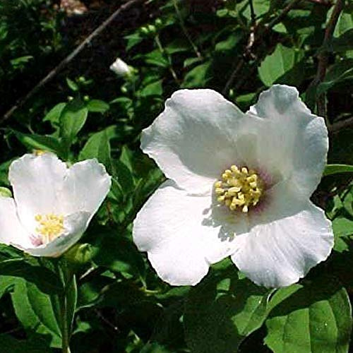 Philadelphus 'Belle Etoile'- Seringat 'Belle Etoile' 50-60 cm en conteneur