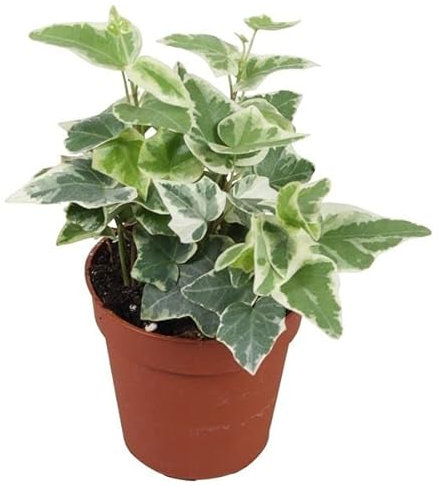 Hiedra Inglesa Variegata Planta Natural para la Casa, DECOALIVE