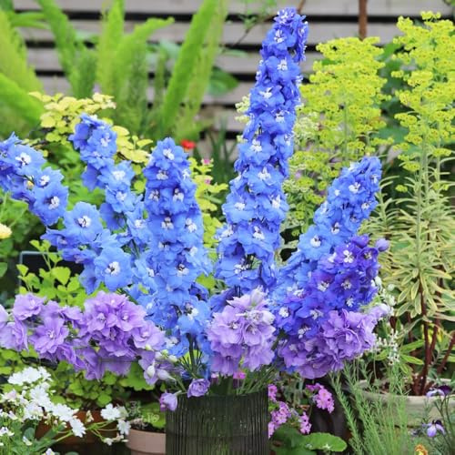 semi di delphinium 15pcs