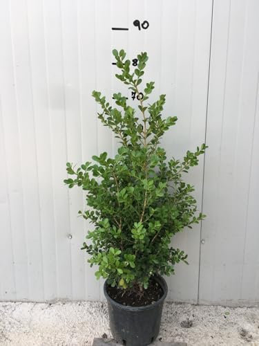 Bosso Boxus buxus sempervirens, vaso 20cm per siepi–Arbusto Sempreverde da Siepe o Bordura, Crescita Lenta, Foglie Verdi Brillanti – Pianta Ornamentale Resistente